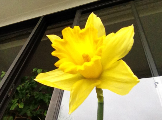 20150217_narcissus.jpg