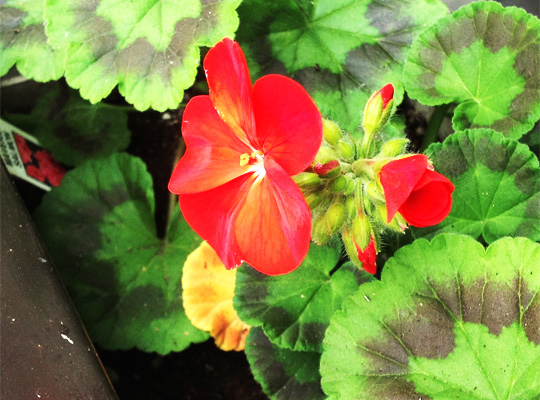 20150604_geranium.jpg