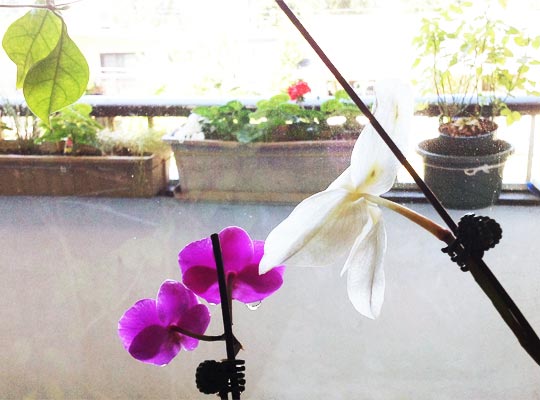 20150608_white_orchid.jpg