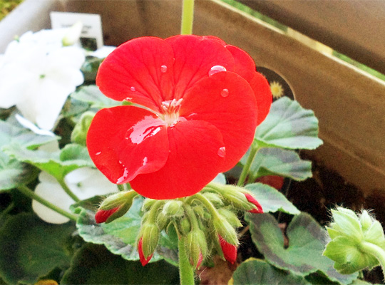 20150610_geranium.jpg