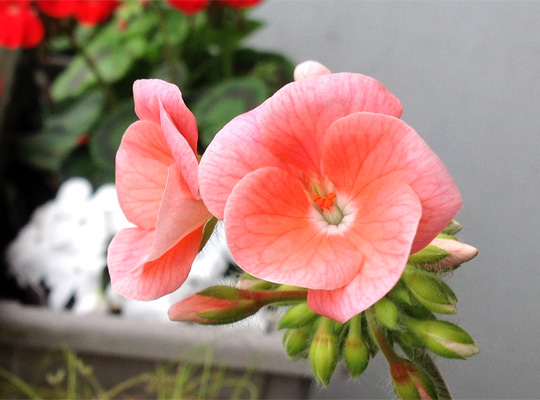 20150618_geranium_salmon_pink.jpg