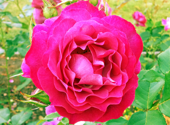 20150621_rose_01.jpg