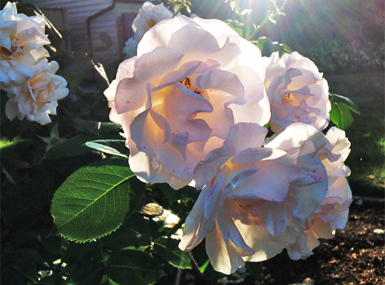 20150621_rose_02.jpg