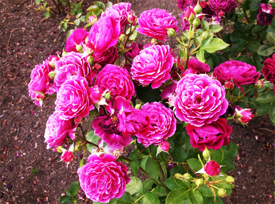 20150621_rose_04.jpg