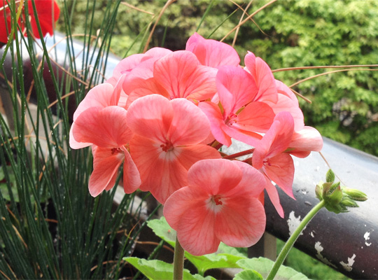 20150625_geranium.jpg