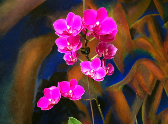 20150809_orchid.jpg