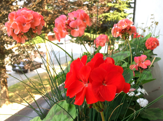 20150813_geranium.jpg