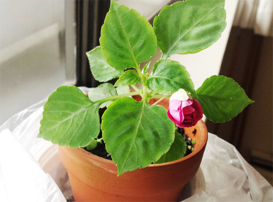 double_impatiens04.jpg