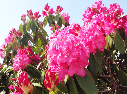 rhododendron_01.jpg