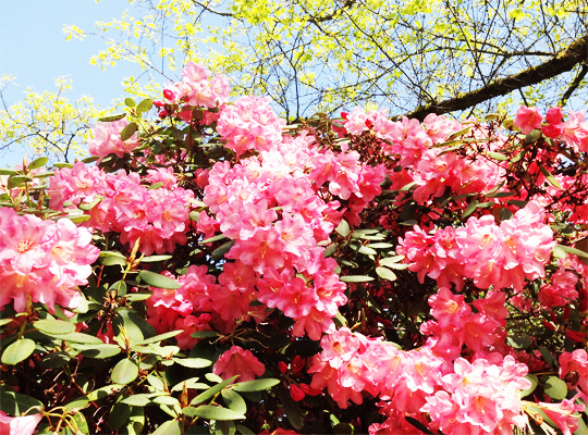 rhododendron_02.jpg