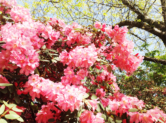 rhododendron_03.jpg