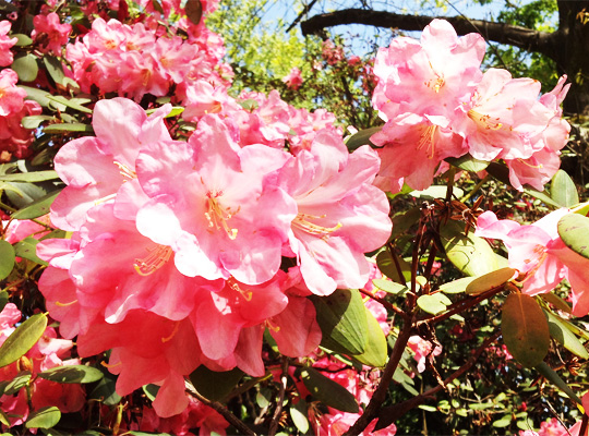 rhododendron_04.jpg