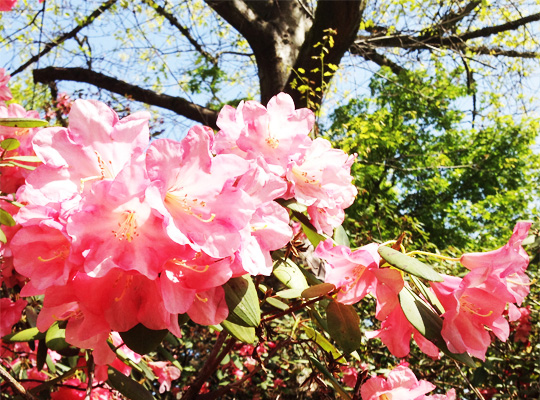 rhododendron_05.jpg