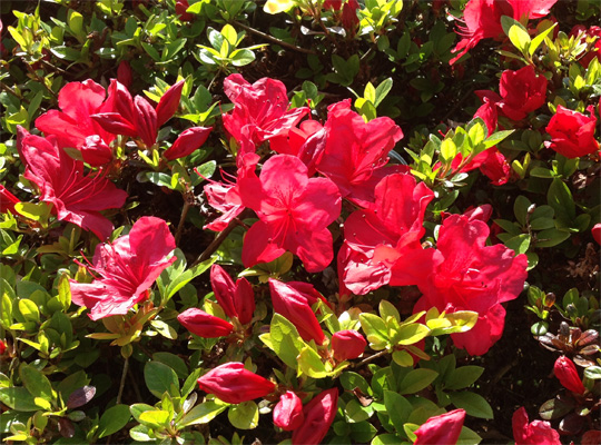 rhododendron_06.jpg