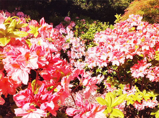 rhododendron_07.jpg