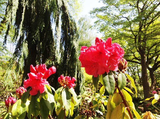 rhododendron_08.jpg