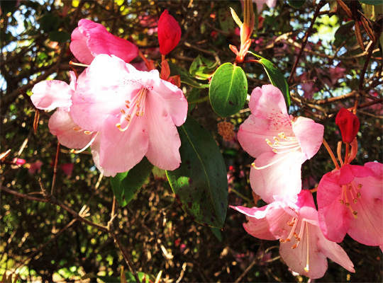 rhododendron_10.jpg