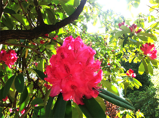 rhododendron_11.jpg