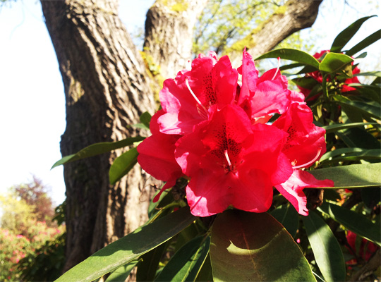 rhododendron_12.jpg