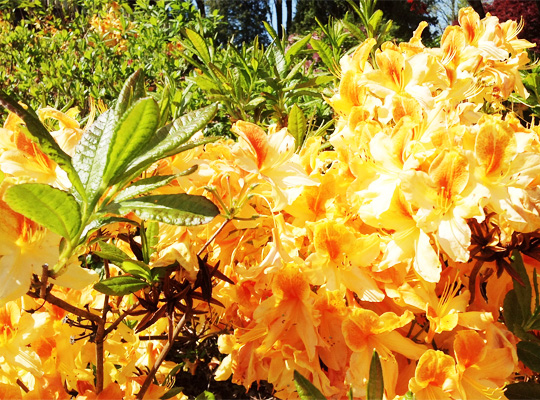 rhododendron_14.jpg