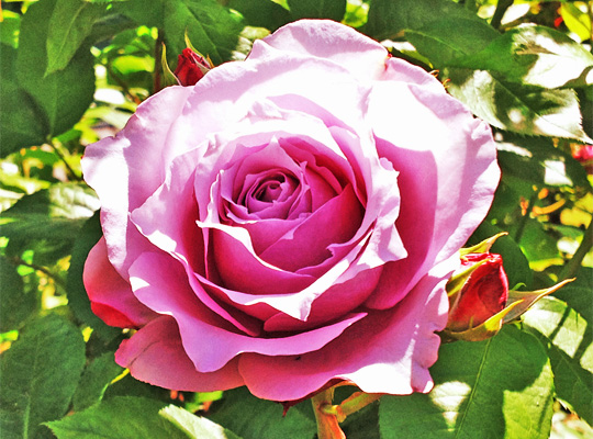 rose_04.jpg